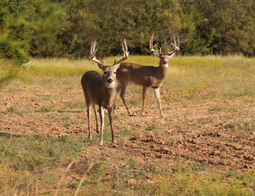 Hunter, landowner awareness can help screwworm early detection