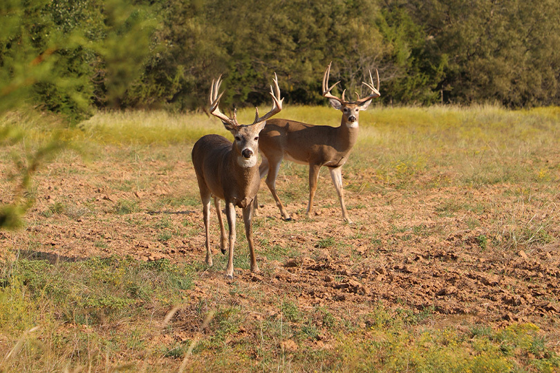 Hunter, landowner awareness can help screwworm early detection Texas hunters and landowners are being asked to stay alert for signs of New World screwworm as hunting season gets underway.