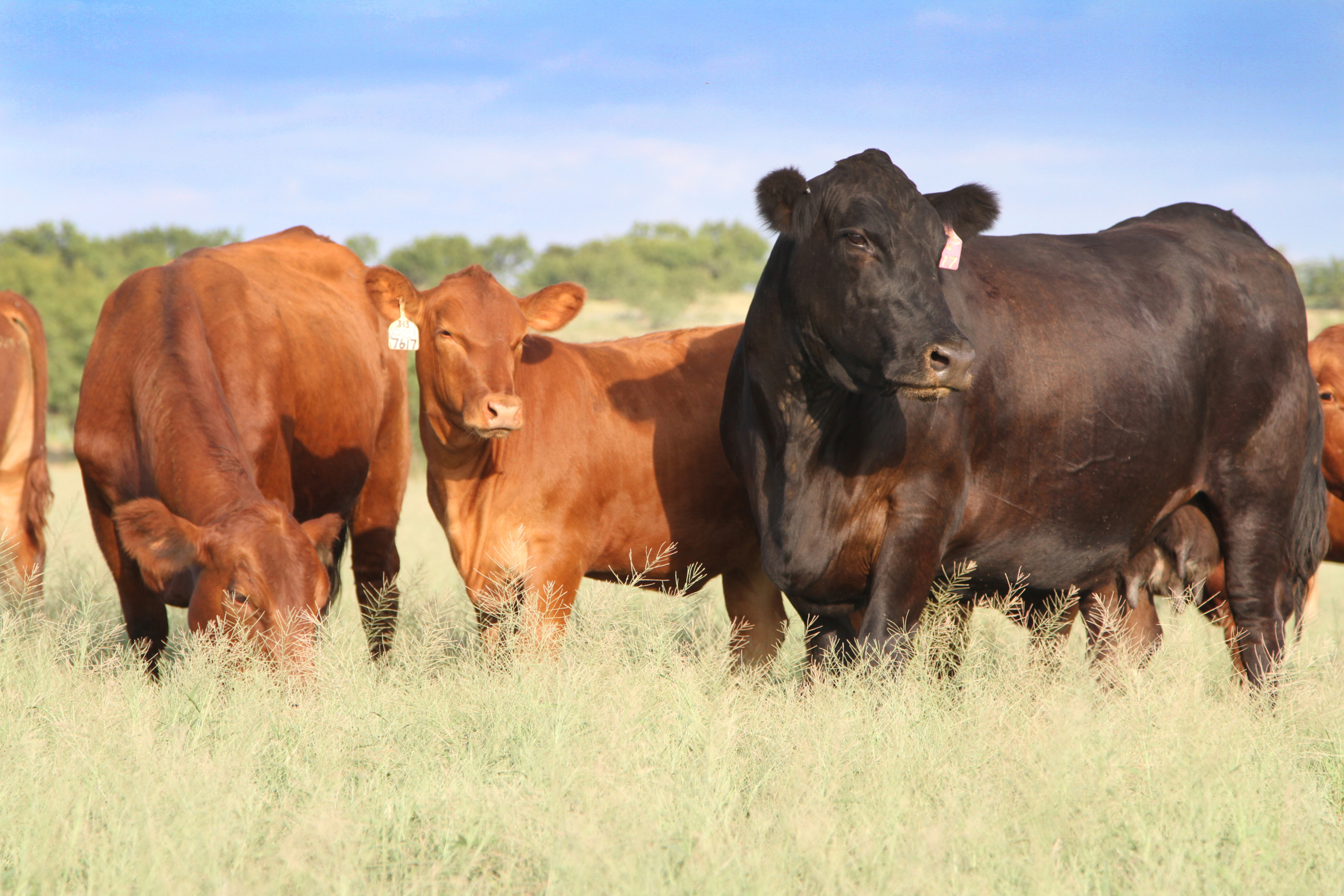 USDA announces plan to rebuild U.S. beef herd, lower retail prices The U.S. Department of Agriculture (USDA) announced a new plan last month aimed at rebuilding the nation’s beef herd and strengthening the cattle industry, while also lowering retail beef prices for consumers.
