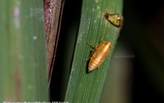 Researchers race to combat invasive rice delphacid pest The Texas Rice Belt is facing a growing threat from the rice delphacid, an invasive pest with no proven method of control.