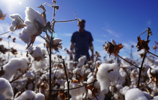 World Cotton Day recognizes cotton’s positive impact Oct. 7 is World Cotton Day, an opportunity to recognize cotton’s positive impact and the importance of cotton as a global commodity.