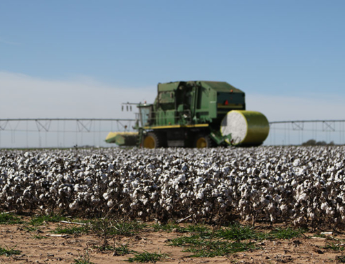 Bill would create harvest incentive insurance for cotton farmers