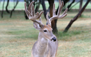 Hunters reminded of fever tick quarantine zones Hunters who harvest a deer in certain parts of the state must have their deer inspected by TAHC or USDA before leaving the premises.