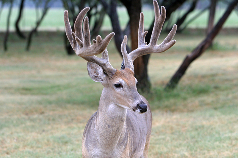 Hunters reminded of fever tick quarantine zones Hunters who harvest a deer in certain parts of the state must have their deer inspected by TAHC or USDA before leaving the premises.