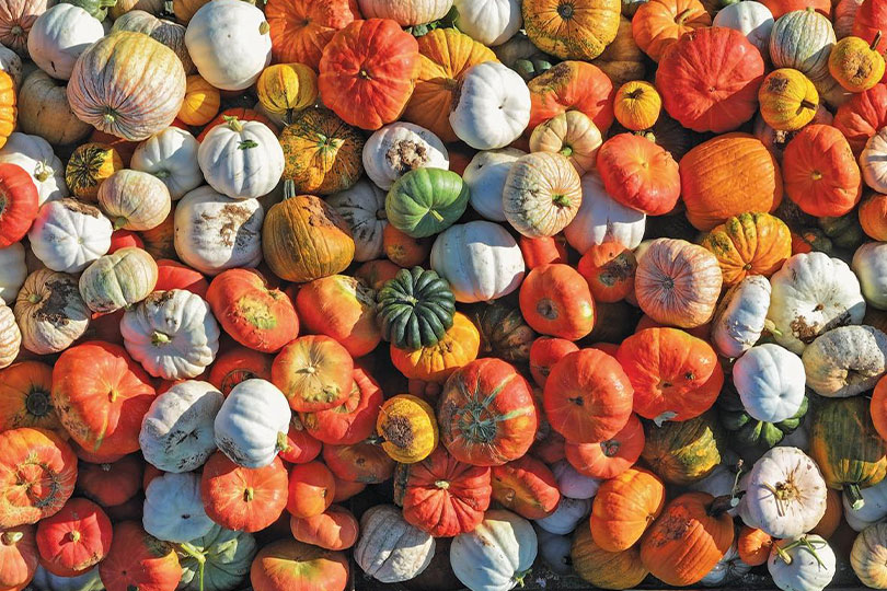 pumpkins Assiter family carves out legacy in the heart of ‘Pumpkin Capital USA’ Tim Assiter has carried on the family tradition of growing pumpkins that began more than 60 years ago.
