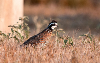 TPWD quail surveys report quality hunting season ahead Good habitat conditions and timely rainfall have raised expectations for bobwhite and scaled quail hunters heading into the 2025 season, according to TPWD.