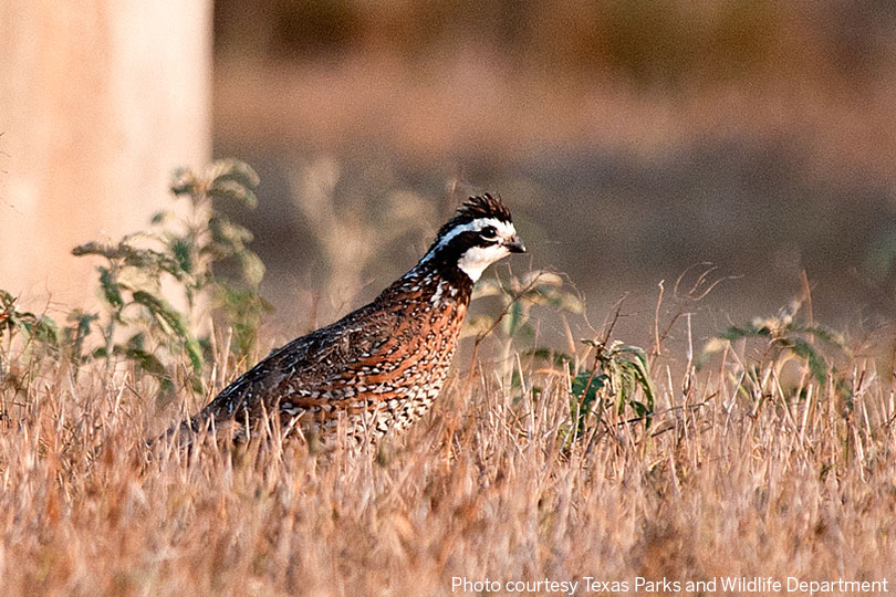 TPWD quail surveys report quality hunting season ahead Good habitat conditions and timely rainfall have raised expectations for bobwhite and scaled quail hunters heading into the 2025 season, according to TPWD.