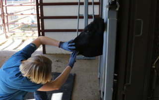 Rural veterinarians, vet students can apply for 2025 education assistance The Texas Animal Health Commission is accepting Rural Veterinarian Incentive Program applications for the 2025 cycle. Applications may be submitted through Nov. 30.