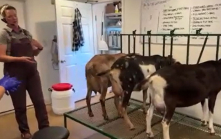 Texas students in sixth through twelfth grade recently learned about dairy goats through Texas Farm Bureau’s Farm From School program.