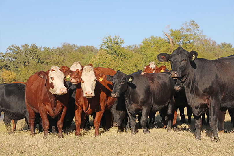 Henson2 Hensons are finalists in 2025 TFB Excellence in Ag Contest Jacob and Laura Henson are finalists in the 2025 Texas Farm Bureau Excellence in Agriculture Contest.