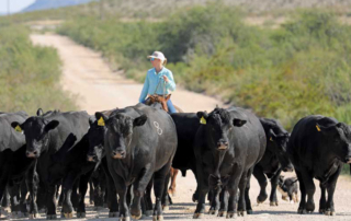 Ranching roots run deep for McKenzie family in Far West Texas The McKenzie family’s agricultural roots date back to the 1880s. Two sisters are now helping run the farm and ranch.