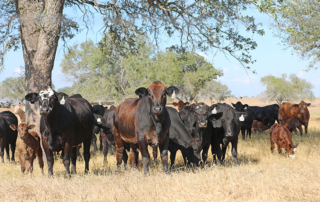 The deadline to enroll acreage for the 2026 Pasture, Rangeland and Forage (PRF) insurance program is Dec. 1.