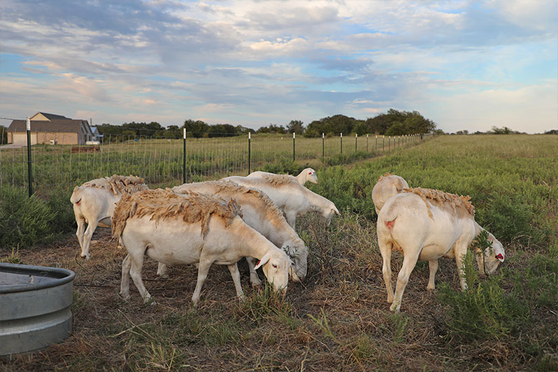 Yeatts are finalists in 2025 TFB Excellence in Ag contest Ryan and Madilyn Yeatts are finalists in the Excellence in Agriculture Contest. Ryan is an operations analyst for Standard Meat Company, and Madilyn is an equine and outside sales specialist for D&L Farm and Home.