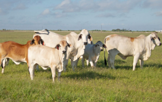 USDA updates LRP to give ranchers more flexibility Livestock producers now have more flexibility under recent updates to the Livestock Risk Protection (LRP) program.