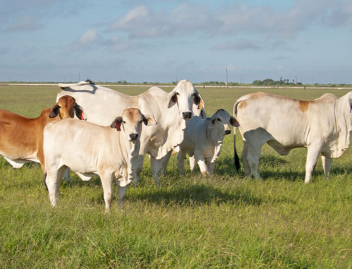 USDA updates LRP to give ranchers more flexibility