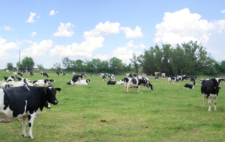 Whole milk in schools could provide boost to farm economy Congress is considering whether whole milk will return to schools. By doing so, it would allow students a nutritious option and help revitalize a category that has steadily lost market share.