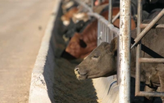 Trump calls for investigation into major meatpackers President Donald Trump issued an executive order calling for the Department of Justice to investigate major meatpackers for possible price fixing and manipulation.