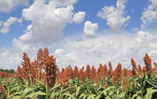 USDA to release second stage of disaster aid for farmers USDA announced additional assistance for U.S. farmers and ranchers who suffered losses in 2023 and 2024 due to natural disasters like wildfires and drought.