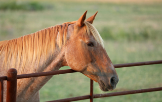 Neurologic form of EHV confirmed in Texas TAHC received confirmation of equine herpes myeloencephalopathy (EHM), the neurologic disease linked to equine herpes virus (EHV-1), in a Texas Quarter Horse on Nov. 18.