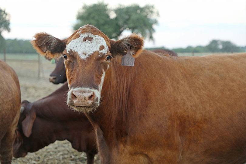 2025 Outstanding YF&R Finalist: Colin and Joy Graff Meet Colin and Joy Graff. They grow hay and forage crops to supply feedlots and exotic ranches across Texas. They also own a ranch improvement business and raise cattle. They’re finalists in our Outstanding Young Farmer & Rancher contest.