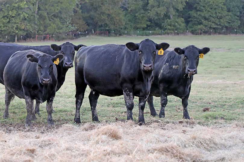 McClendon_3 Meet Colby and Ashley McClendon. They grow row crops and hay. The couple also raise cattle and sell their beef through their meat market located on their farm. The McClendons are finalists in our Outstanding Young Farmer & Rancher contest.