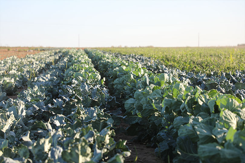 2025 Outstanding YF&R Finalist: Layton and Jessi Schur Meet Layton and Jessi Schur. They have a direct-to-consumer retail store in Hale County, providing their community with fresh produce and beef from their farm and market garden. The Schurs are finalists in our Outstanding Young Farmer & Rancher contest.