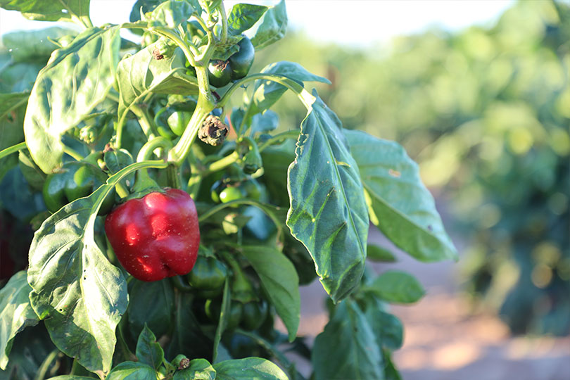 2025 Outstanding YF&R Finalist: Layton and Jessi Schur Meet Layton and Jessi Schur. They have a direct-to-consumer retail store in Hale County, providing their community with fresh produce and beef from their farm and market garden. The Schurs are finalists in our Outstanding Young Farmer & Rancher contest.