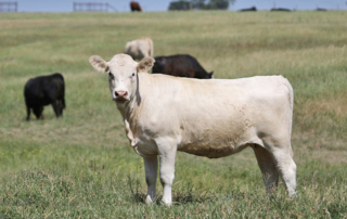 FDA grants conditional approval of New World screwworm topical drug FDA granted Merck Animal Health conditional approval of Exzolt Cattle-CA1, a topical pour-on solution for the prevention and treatment of New World screwworm and cattle fever tick.