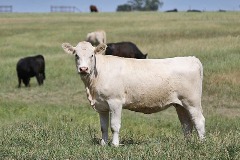 FDA grants conditional approval of New World screwworm topical drug FDA granted Merck Animal Health conditional approval of Exzolt Cattle-CA1, a topical pour-on solution for the prevention and treatment of New World screwworm and cattle fever tick.