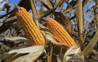 Grain buyer files for bankruptcy Hansen-Mueller Co., a grain company based in Omaha, filed for Chapter 11 bankruptcy, leaving some Texas farmers without payment.