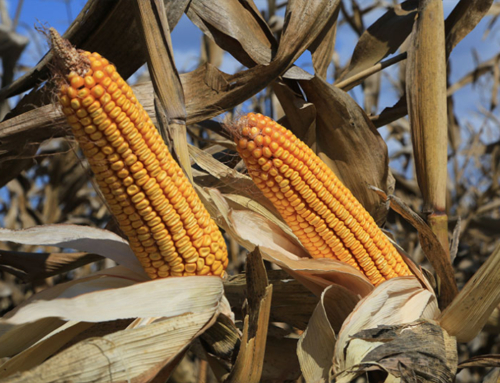 Grain buyer files for bankruptcy, leaving some Texas farmers without payment