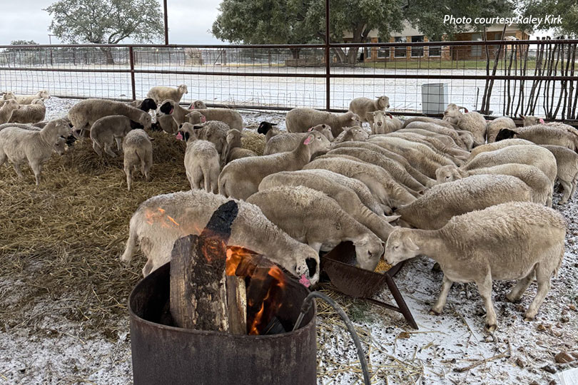 Winter_RaleyKirk Ranchers keep working through winter storm Winter Storm Fern swept across Texas over the weekend, bringing below-freezing temperatures, snow, sleet and ice that blanketed fields, pastures and roadways.