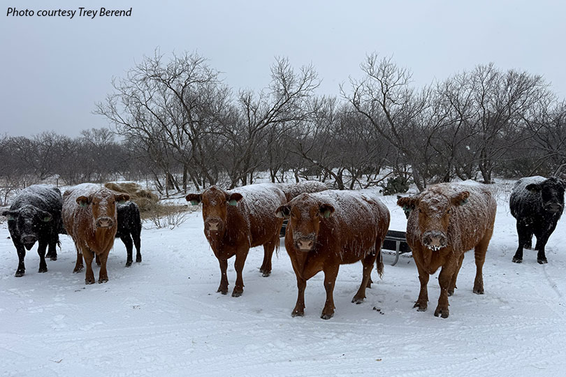 Winter_TreyBerend Ranchers keep working through winter storm Winter Storm Fern swept across Texas over the weekend, bringing below-freezing temperatures, snow, sleet and ice that blanketed fields, pastures and roadways.