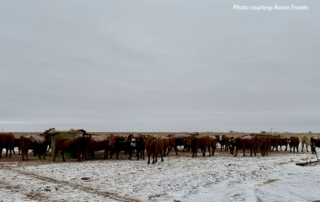 Texas Panhandle farmer, rancher works through winter storm As a winter storm pushed across Texas this weekend, Aaron Franks, a farmer and rancher in the Panhandle, continued to work through cold temperatures