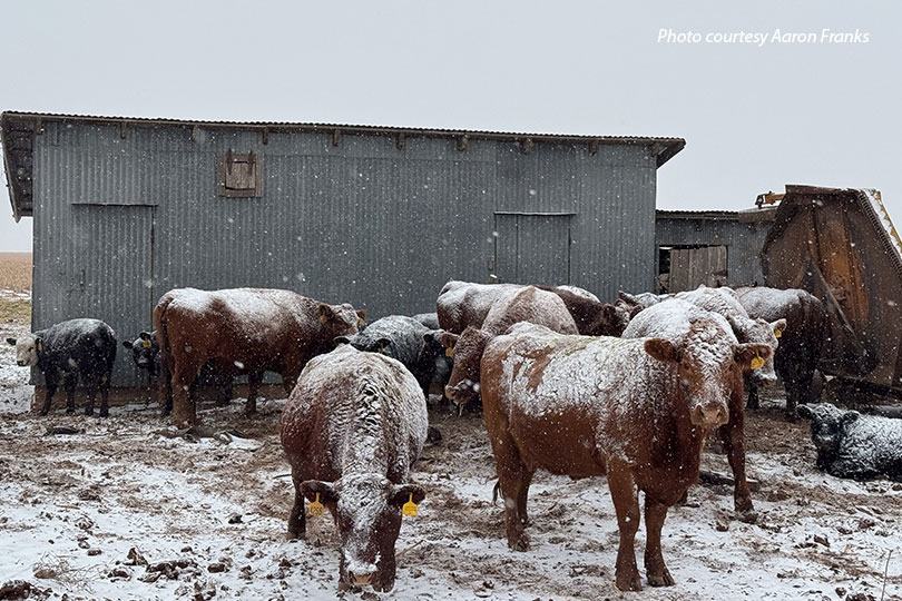 aaron-franks-2 Texas Panhandle farmer, rancher works through winter storm As a winter storm pushed across Texas this weekend, Aaron Franks, a farmer and rancher in the Panhandle, continued to work through cold temperatures