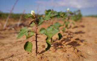 Disaster, dairy, on-farm storage program signups underway Disaster relief is available for U.S. farmers and ranchers who suffered losses in 2023 and 2024 due to natural disasters like wildfires and drought.