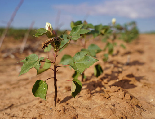 Disaster, dairy, on-farm storage program signups underway