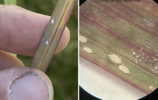 Pasture mealybugs pose new threat to Texas hay fields Pasture mealybugs have been identified in nearly two dozen counties. The pest damages pastures and hay fields.
