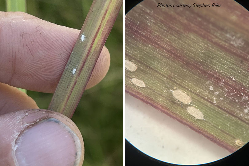 Pasture mealybugs pose new threat to Texas hay fields Pasture mealybugs have been identified in nearly two dozen counties. The pest damages pastures and hay fields.