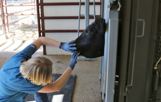 TFB scholarship open for rural veterinary students Second-year and third-year students pursuing a veterinary degree with plans to work in rural Texas are encouraged to apply for Texas Farm Bureau’s Rural Veterinary Scholarship.