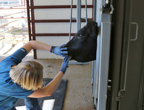 TFB scholarship open for rural veterinary students