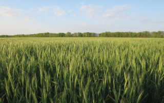 USDA plans to purchase U.S. commodities for Food for Peace USDA is preparing to purchase more than 200,000 tons of U.S.-grown commodities by March through the Food for Peace program.