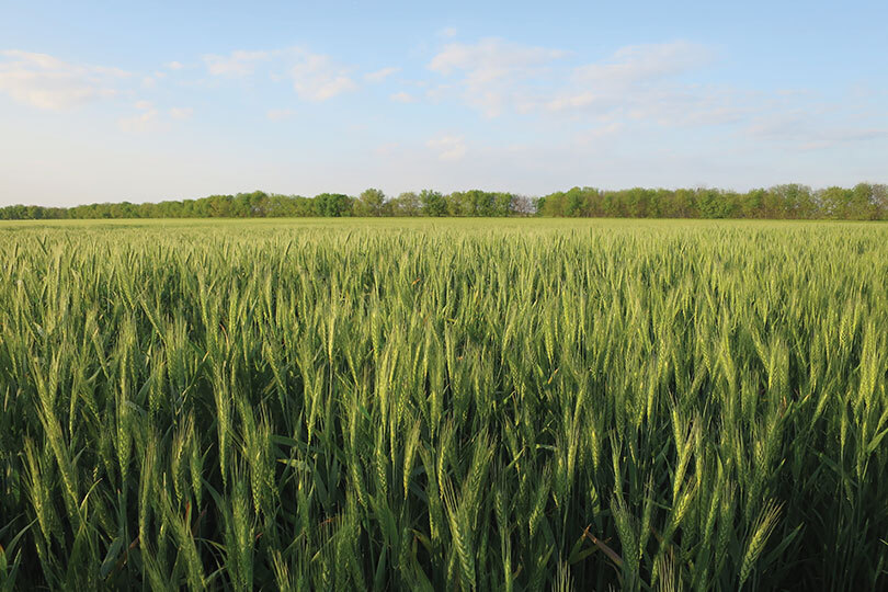 USDA plans to purchase U.S. commodities for Food for Peace USDA is preparing to purchase more than 200,000 tons of U.S.-grown commodities by March through the Food for Peace program.