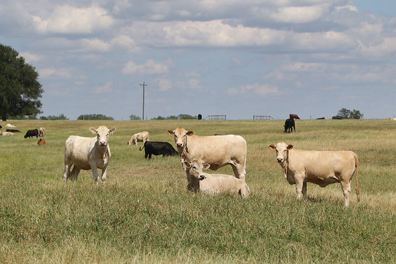 SAFE CATTLE Act aims to protect U.S. livestock from screwworm Legislation aimed at strengthening the federal response to New World screwworm (NWS) was introduced in Congress.