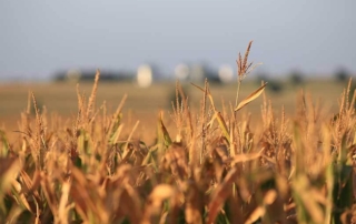 House Ag Committee releases new farm bill text The House Ag Committee unveiled a draft farm bill last Friday that would revamp a key international food aid program and boost risk management options for specialty crop growers.