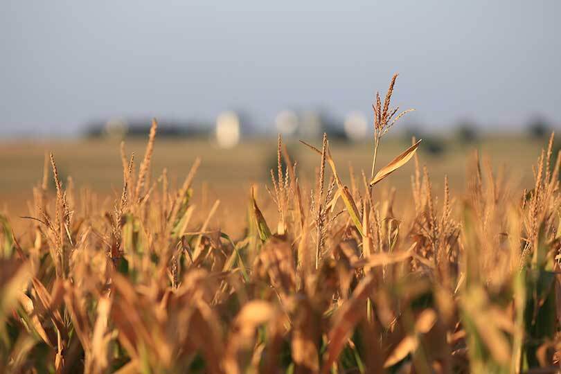 House Ag Committee releases new farm bill text The House Ag Committee unveiled a draft farm bill last Friday that would revamp a key international food aid program and boost risk management options for specialty crop growers.