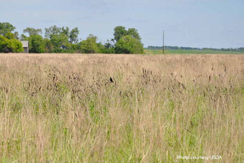 USDA opens general, continuous CRP signup for 2025 USDAlaunched the 2026 enrollment periods for the Conservation Reserve Program under both the General and Continuous signup rules.