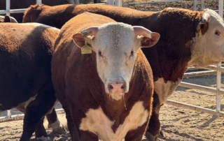 Farm From School Spring 2026 kicks off with bull production Texas Farm Bureau’s Farm From School program launched the Spring 2026 semester with a virtual field trip to W4 Ranch in Morgan.