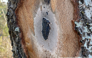 Cost share program increased to combat oak wilt spread Texas A&M Forest Service is increasing the Texas Oak Wilt Cost Share program to provide more financial and technical assistance to private landowners in combating the spread of oak wilt.