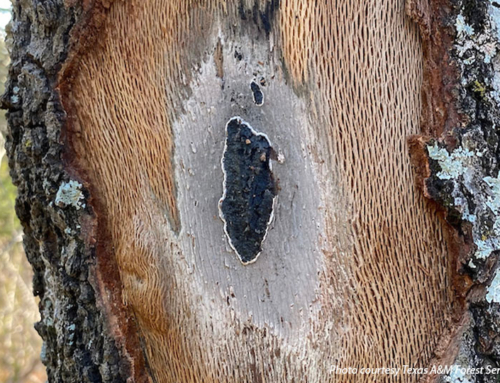 Cost share program increased to combat oak wilt spread